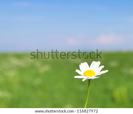 Landscape Wallpaper Blossoms of Daisies On a Meadow
