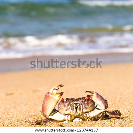 Menacing Eyes Funny Crab