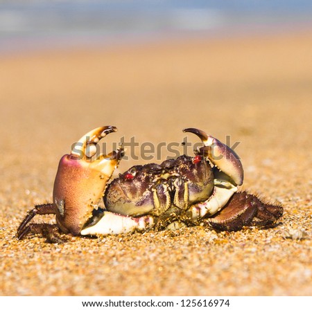 Funny Crab Alien Creature