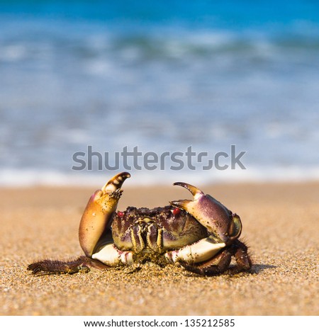Funny Crab Alien Creature