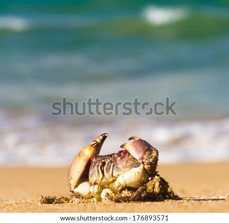 Funny Crab By the Sea
