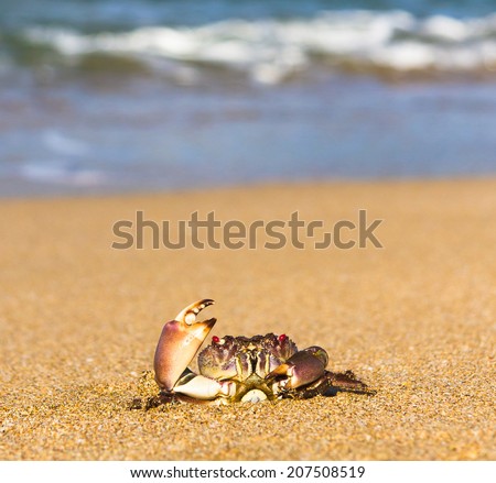 By the Sea Funny Crab