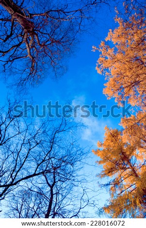 Sunlit Foliage Fall Wallpaper