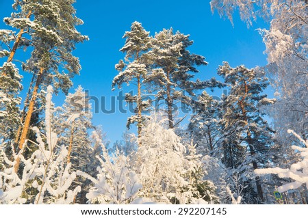 Frozen Woods Wintry Landscape