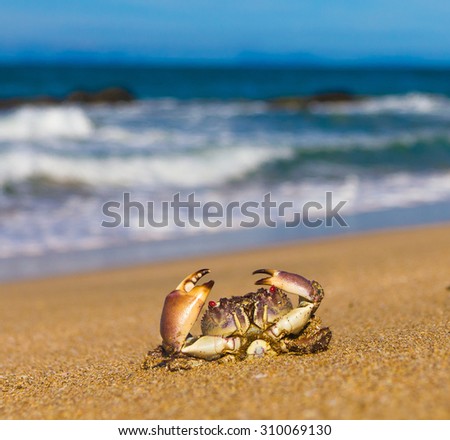 Funny Crab Seafood Posing