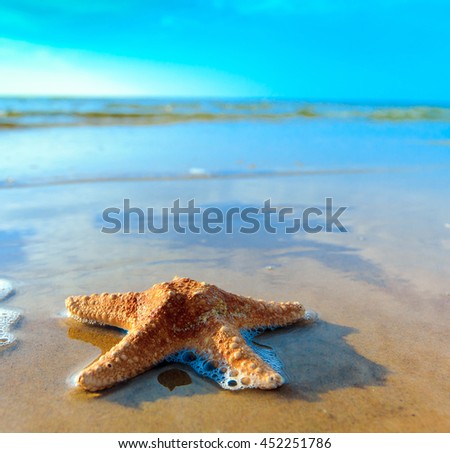 Sea Shell