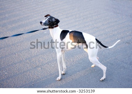 cute puppy dog doggy cutie on a leash