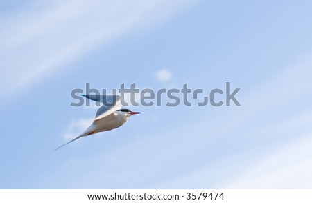 soaring seagull bird flies across a bright blue cloudy sky getting  higher and higher