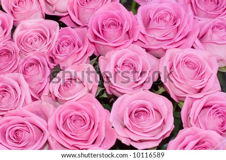 pink roses background of my floral backgrounds series - See similar images of this \