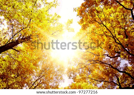 Trees of Yellow Fall Wallpaper