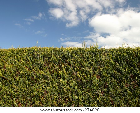 Golden Leyland Hedge (Cupressocyparis Leylandii Castlewellan Gold ...