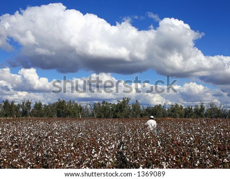 Inspecting Cotton Crop