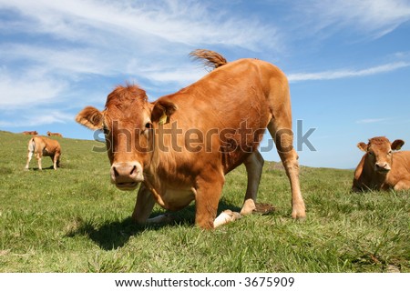Jersey bullock rising from lying position