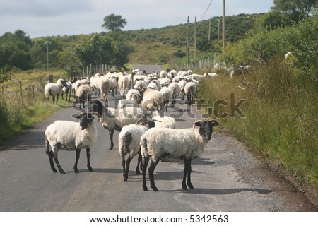 Sheep on a country road, Ireland