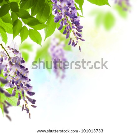 green leaves border for an angle of page over a white background - wisteria leaf