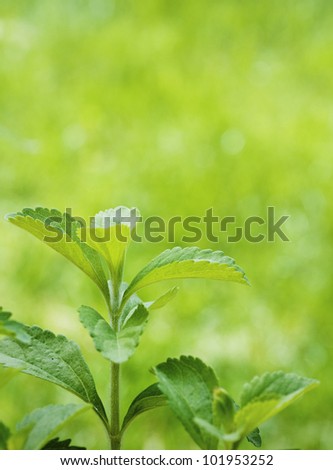stevia rebaudiana branch close up over a green vertical background with room for text