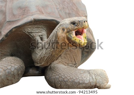Giant Galapagos Tortoise (Chelonoidis nigra) with mouth wide open as if smiling, yawning or trying to talk. Isolated on white.