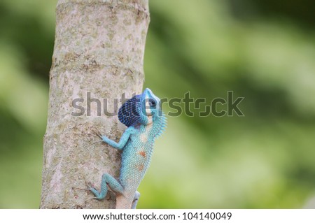 Lizard Island on the tree.(Lacertilia, Sauria)