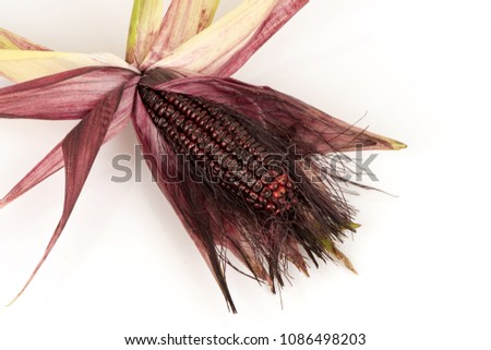 Field Corn (Zea mays L.) contains high levels of anthocyanins, which have the potential for potent antioxidants. Stock fotó © 