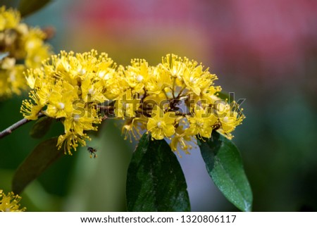 Similar – Image, Stock Photo yellow star flowers of golden lily against dark background