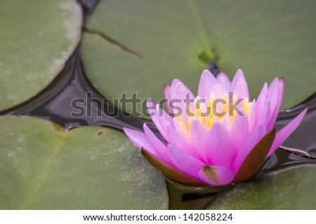 Pink lotus flowers and leaves.