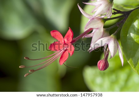 Java Glory Bean (Clerodendrum x speciosum Ryombr.).