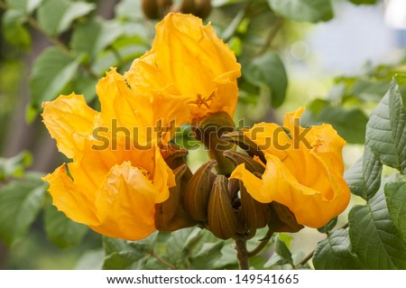 African tulip tree, Fire bell, Fouain tree, Flame of the Forest (Spathodea campanulata. P.Beauv.).
