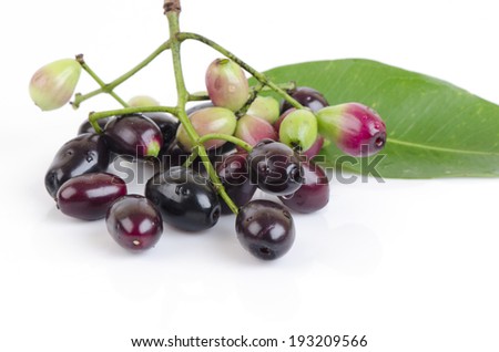 Jambolan plum, Java plum, Jambul( Syzygium cumini (L.) Skeels. )