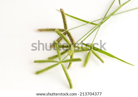 Beach wiregrass, Crowfoot grass, Ya pak khwae (thai name) (Dactyloctenium aegyptium (L.) P. Beauv.). Stok fotoğraf © 