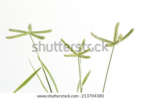 Beach wiregrass, Crowfoot grass, Ya pak khwae (thai name) (Dactyloctenium aegyptium (L.) P. Beauv.). Stok fotoğraf © 