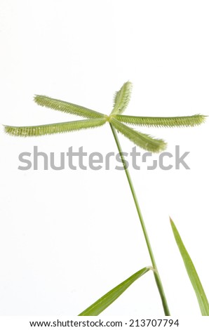 Beach wiregrass, Crowfoot grass, Ya pak khwae (thai name) (Dactyloctenium aegyptium (L.) P. Beauv. Stok fotoğraf © 