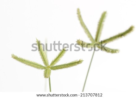 Beach wiregrass, Crowfoot grass, Ya pak khwae (thai name) (Dactyloctenium aegyptium (L.) P. Beauv. Stok fotoğraf © 
