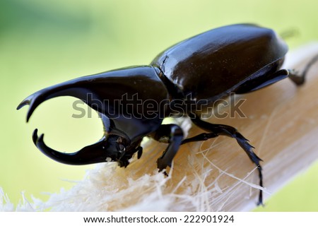 Rhinoceros beetle, Rhino beetle, Hercules beetle, Unicorn beetle, Horn beetle ,eating sugarcane
