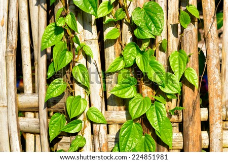 Green betel leaf.