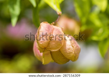 Balloon Vine Heart Pea Heart Seed Smooth Leaved Heart Pea In The Garden Stock Images Page Everypixel