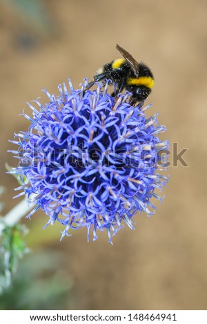 A bumble bee on a round purple flower