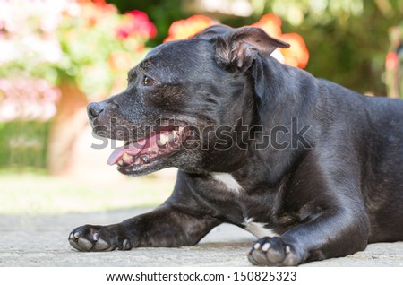 A profile portrait of a Staffordshire bull terrier lying down in the sunshine