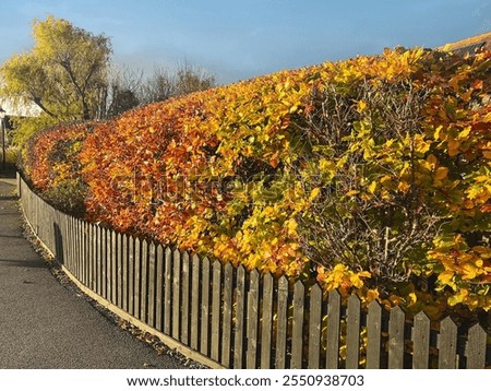 Similar – Image, Stock Photo autumn beech hedge in the park