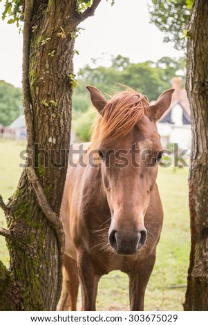 Portrait of a chestnut new forest pony. The horse is standing between the trunks of two trees. A framhouse can be seen in the background.