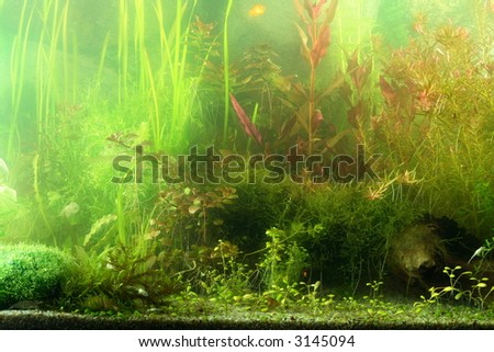 part of aquarium scene in natural lighting, not filtered