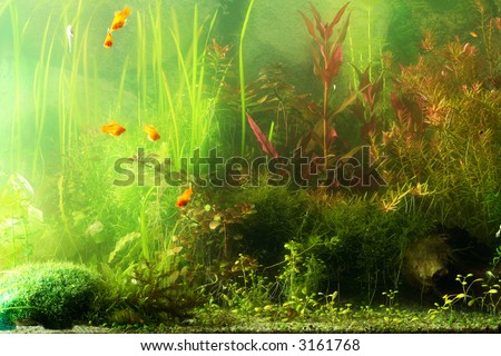 aquarium fragment scene, natural colors not filtered