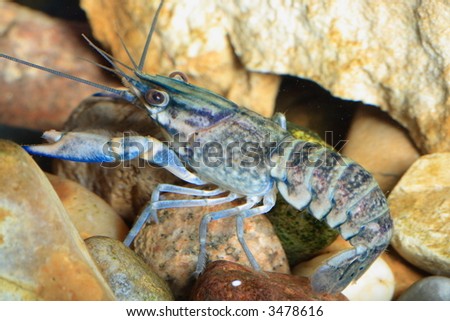 the blue crawfish in aquarium, natural lighting