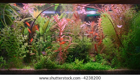 fragment of aquarium full of water plants