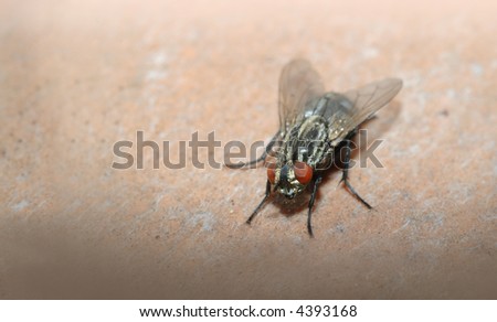 fly close-up shot, natural lighting
