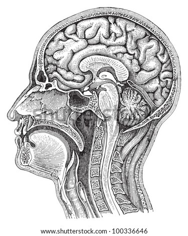 Human Brain / Vintage Illustration From Meyers Konversations-Lexikon ...