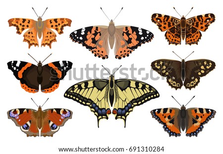 Butterfly collection - vector color illustration