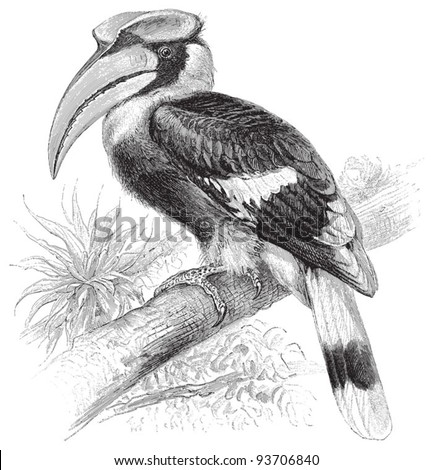 Great Hornbill (Buceros bicornis) / vintage illustration from Meyers Konversations-Lexikon 1897