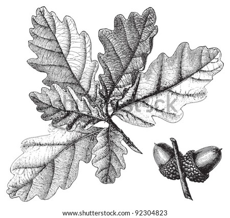 Downy Oak (Quercus pubescens) / vintage illustration from Meyers Konversations-Lexikon 1897 ストックフォト © 