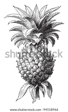 Pineapple Drawing Clip Art | Free download on ClipArtMag