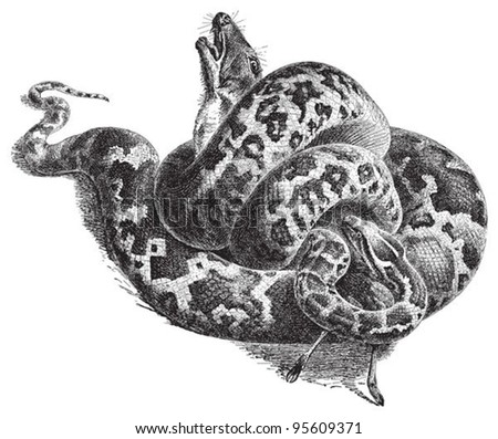 Indian Python (Python Molurus) / Vintage Illustration From Meyers ...